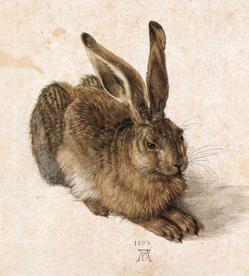 Albrecht Dürer, En ung hare, 1502, Akvarel